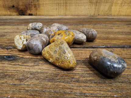 Coral Fossil Jasper