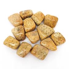 AAA Tumbled - Coral Fossil Jasper