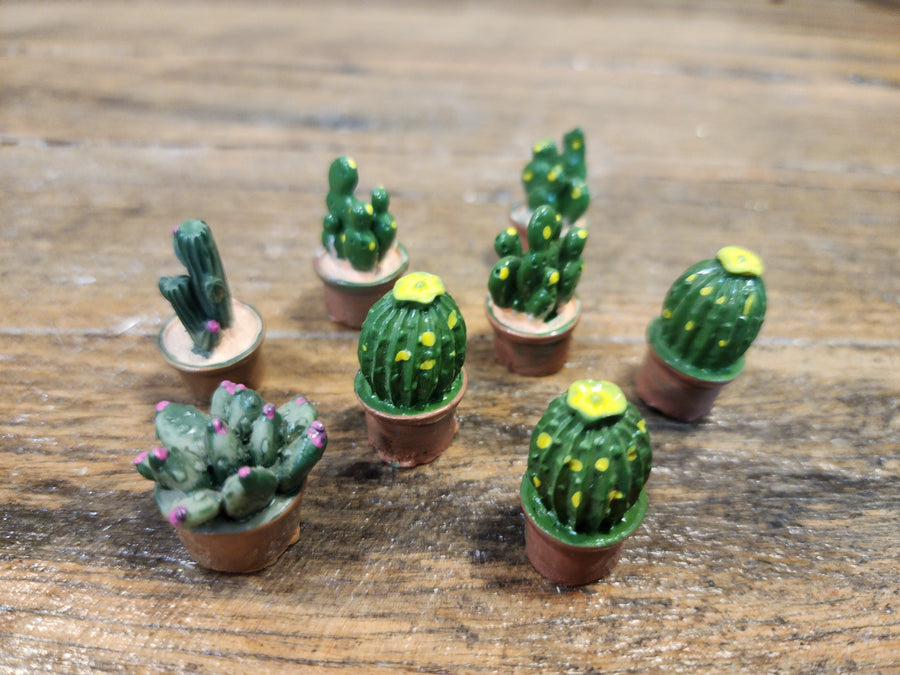 Mini Cacti Assorted