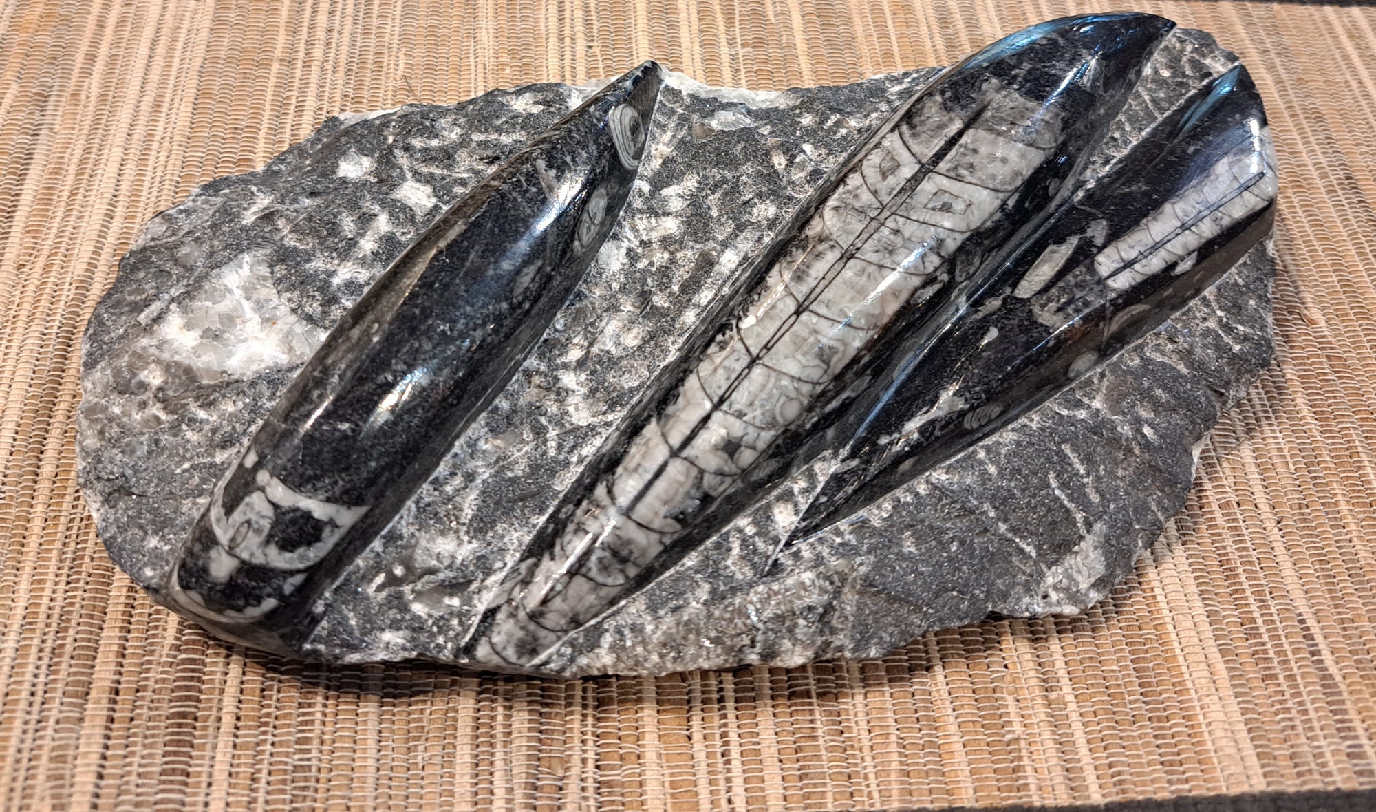 Orthoceras Fossil Large