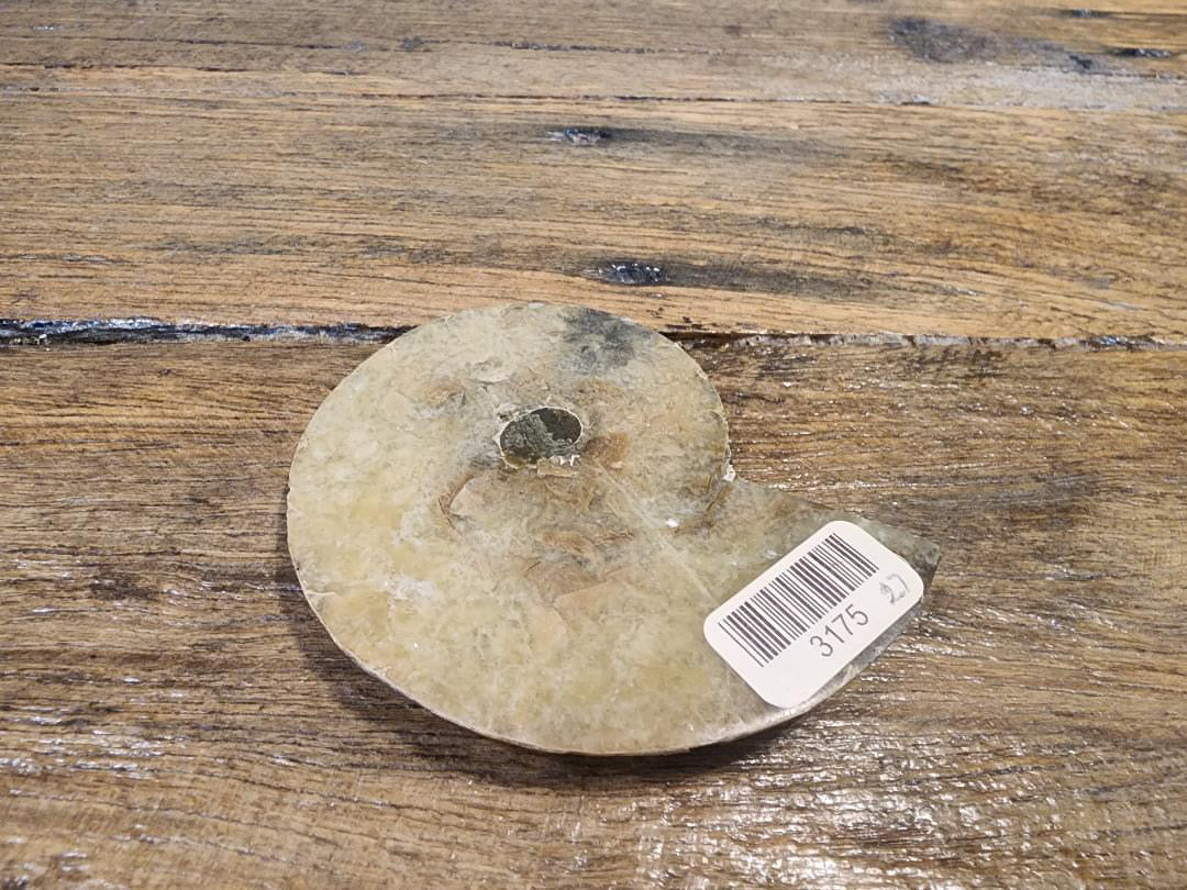 Fossils