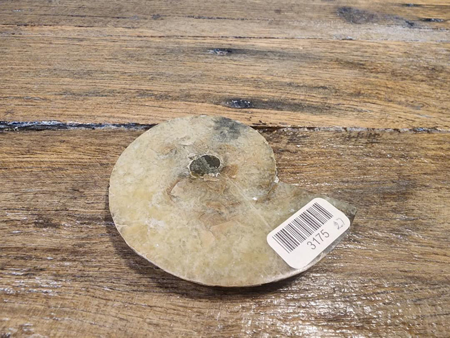 Fossils
