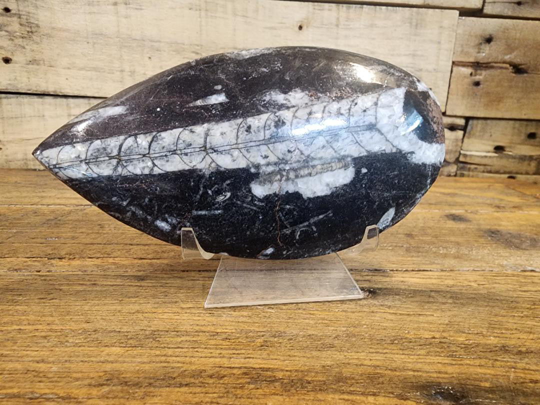 Fossils