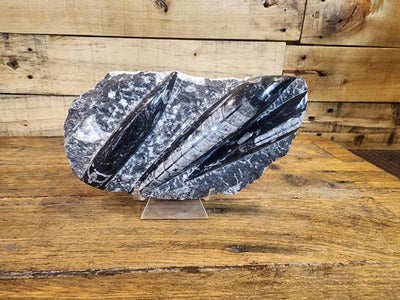 Fossils