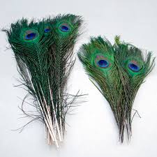 Peacock Feather