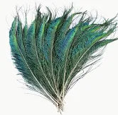 Peacock Feather