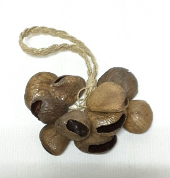 Pangi Seed pod shaker