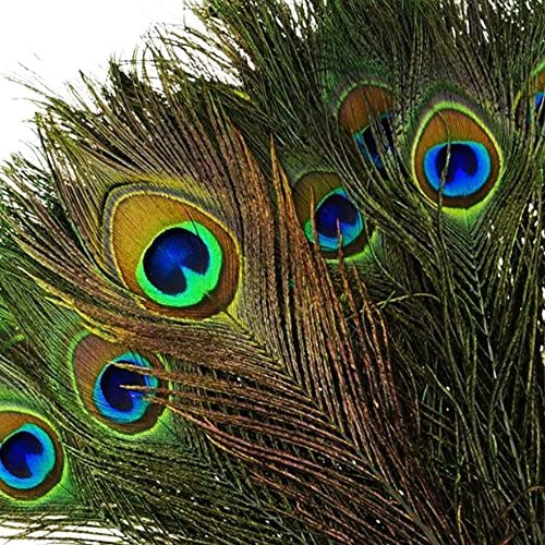 Peacock Feather
