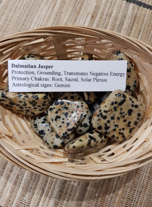 dalmatian