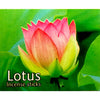 lotus cones